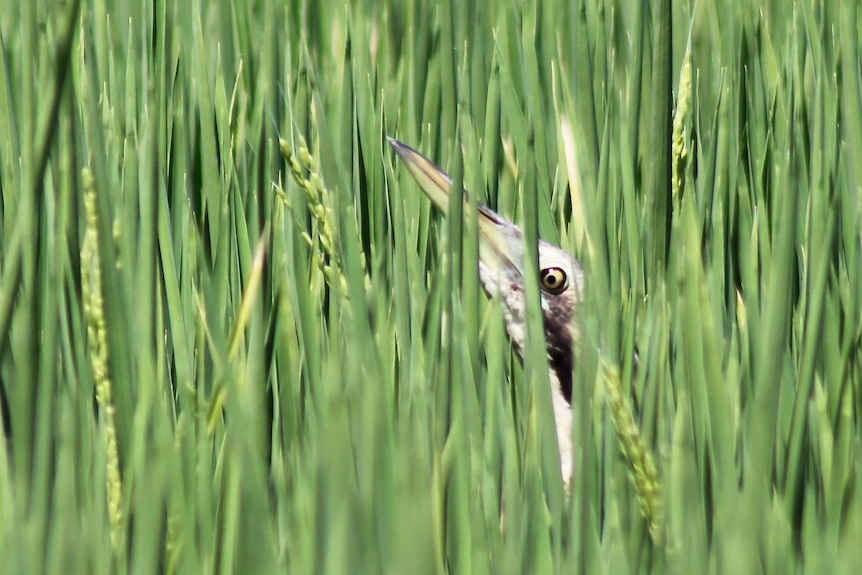 Bittern camouflage