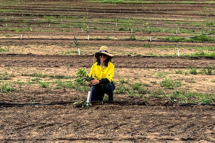 A young woman planting trees at a macadamia farm in New South Wales.