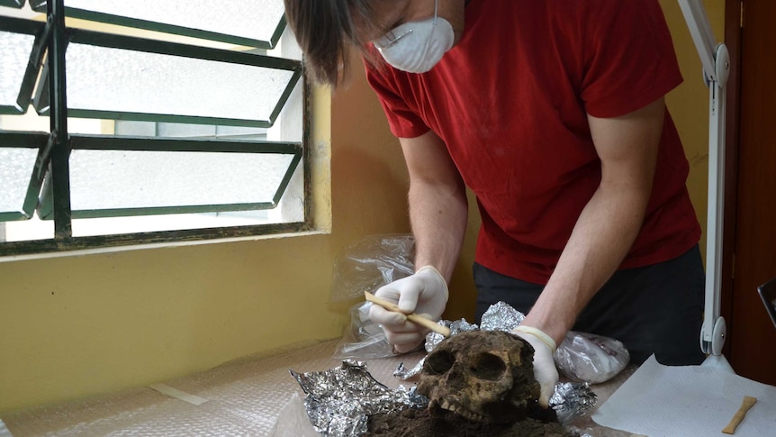 A man uses a brush to inspect a human skull covered in dirt. In an office, with laptop nearby