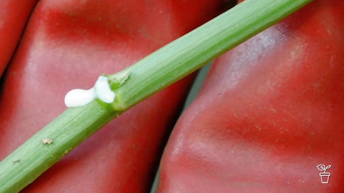 White sap oozing from a green plant stem.