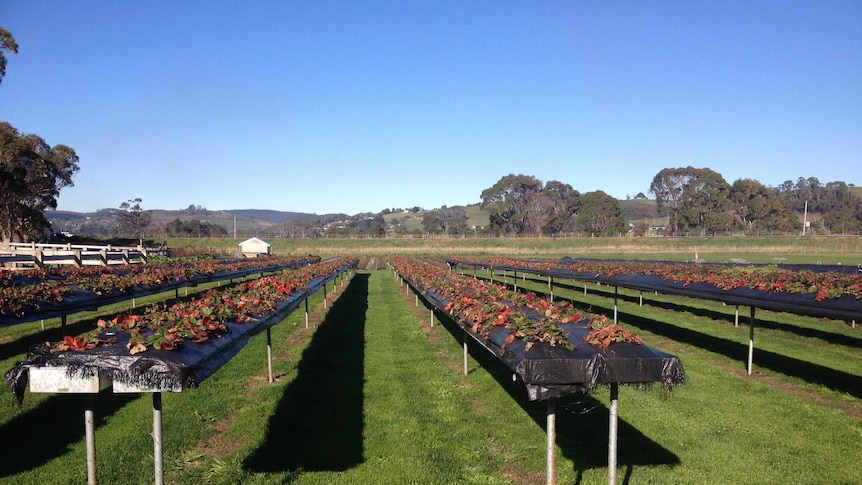 long rows of raised strawberry beds, on stilts at thigh-height