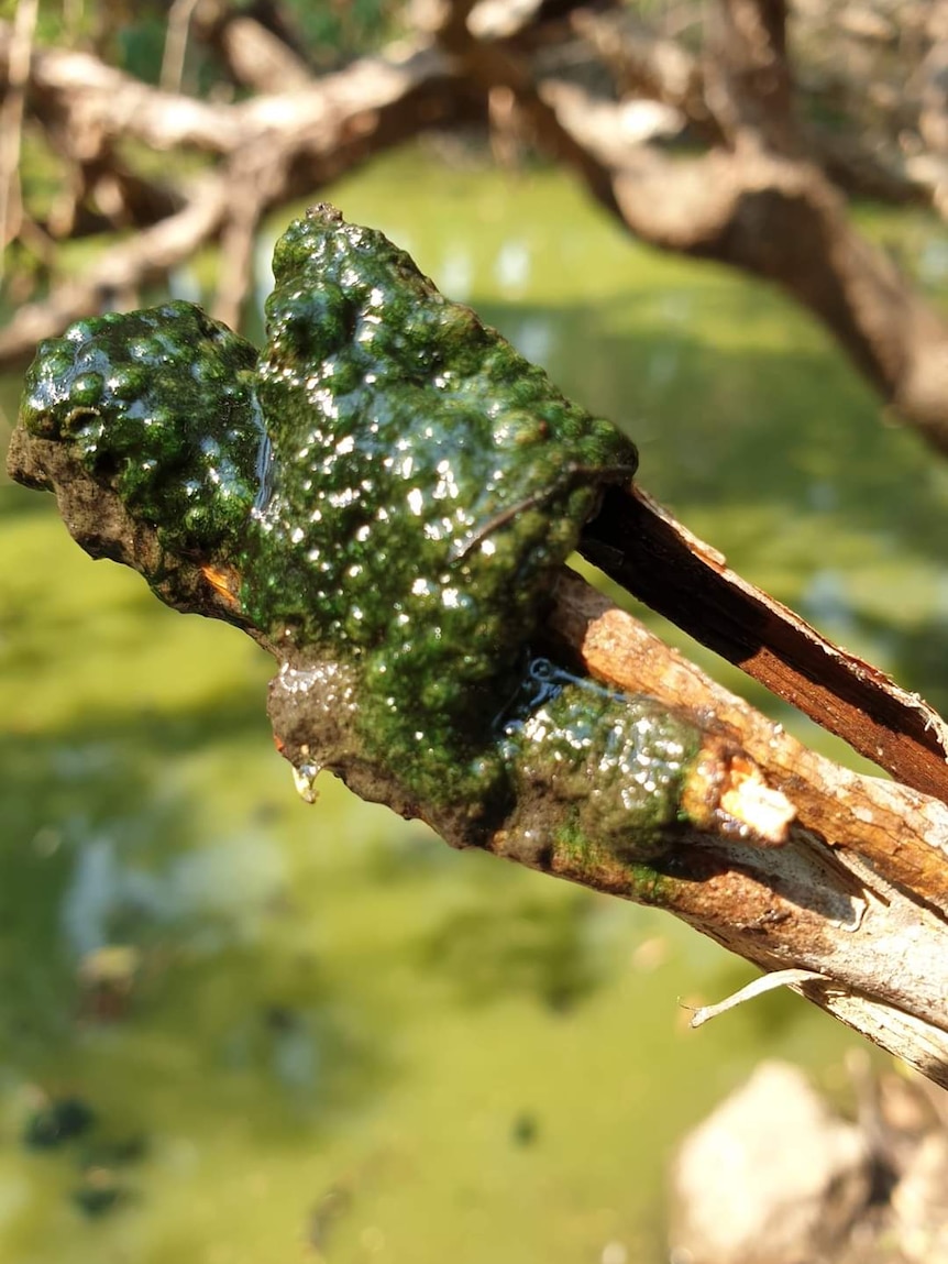 Close-up of thick green algae on a stick