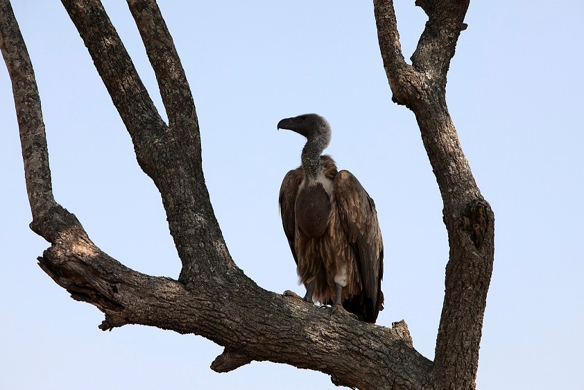 A white-backed vulture sits on a tree in the Serengeti National Park plains August 18, 2012.