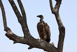 A white-backed vulture sits on a tree in the Serengeti National Park plains August 18, 2012.