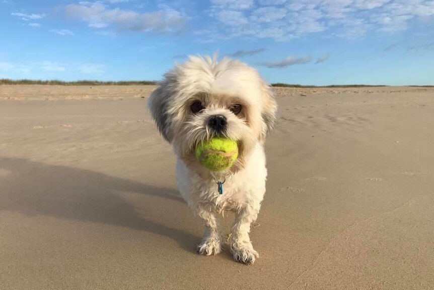 A cute dog at the beach  holds a ball in its mouth.