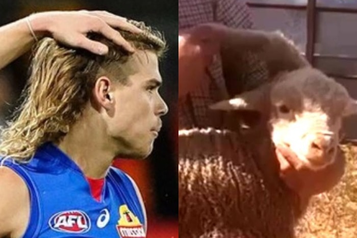 Composite image of a side profile of AFL player Bailey Smith and a sheep with a leg growing from its head.