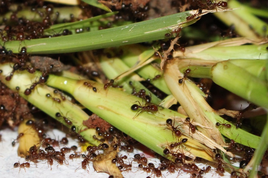 Ants eating crops. 
