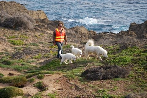 Seeing a Man about a Dog can save lives