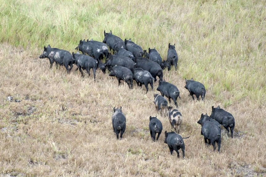 An aerial shot of a flock of wild pigs wandering through grassland.