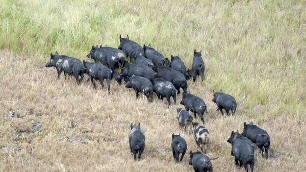 Feral pigs were located in mobs of up to 30.