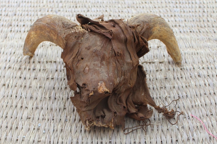 a close up image of a ram's head mummified in brown cloth