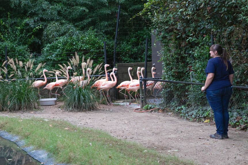 A zoo employee watching as flamingos are ushered to a concrete shelter.