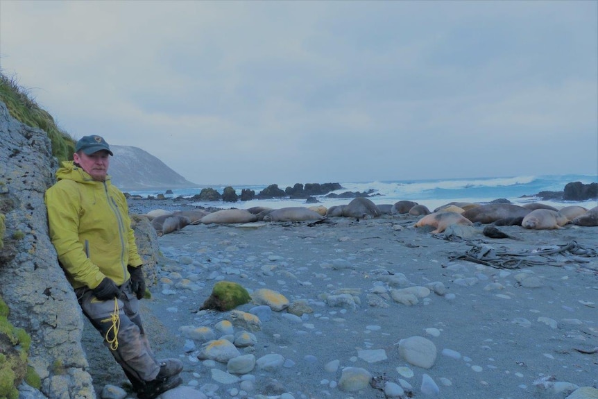 Macquarie Island ranger Chris Howard counts seals