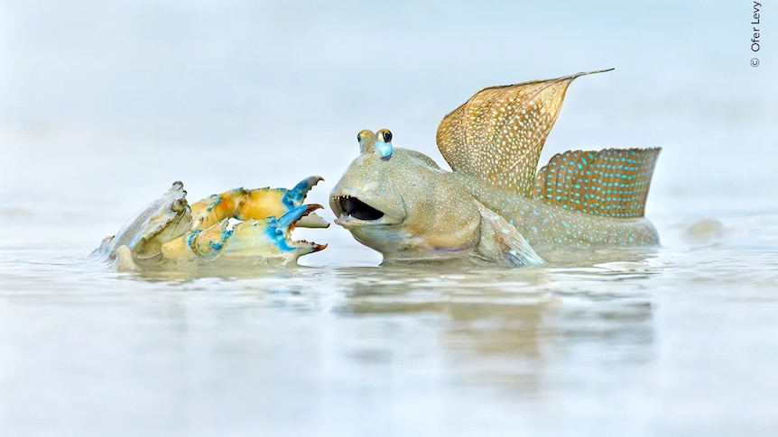 A mudskipper fiercely defends its territory from a trespassing crab in Roebuck Bay, Australia.