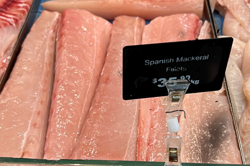 Spanish mackerel fish fillets on display in a butcher