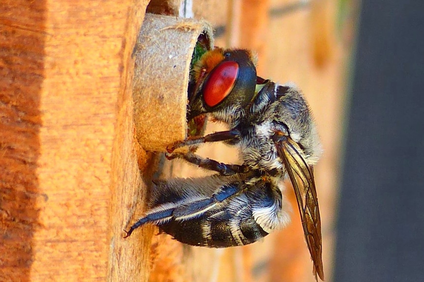 A black and silver bee with red eyes is going into a cardboard tube in a log