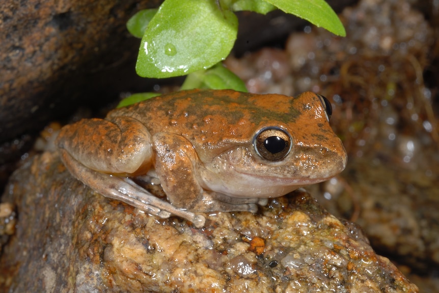 A small brown and green frog sitting on a rock