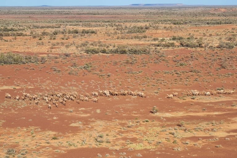 A group of camels walk through the desert.