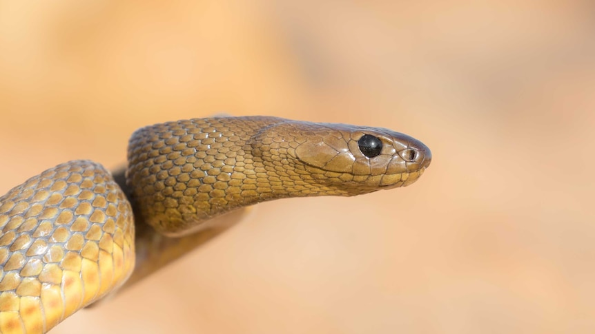 In the company of an inland taipan, the world's most venomous snake - ABC  News