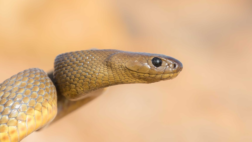 A yellow-brown snake primes itself ready to strike out.