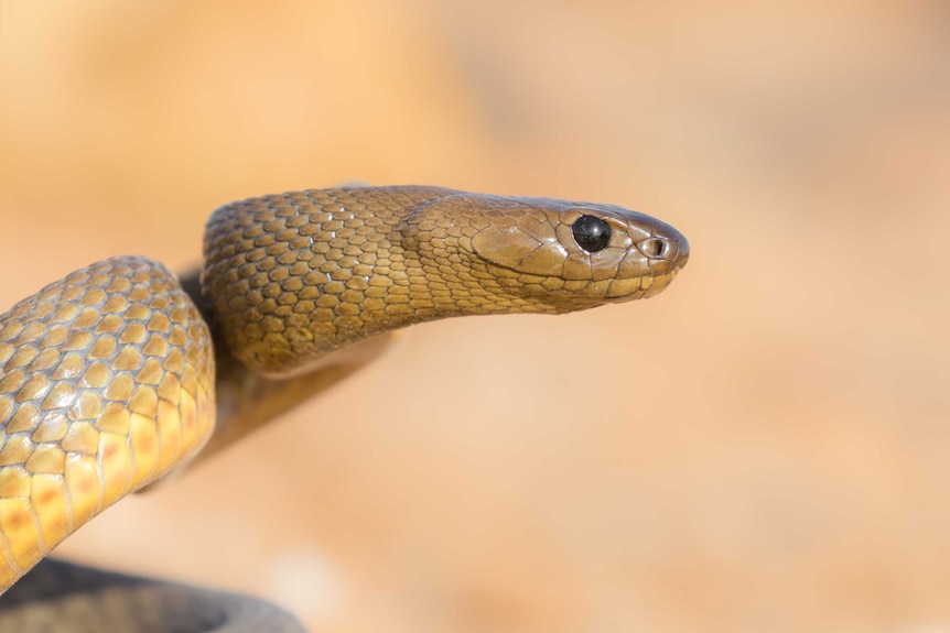 A yellow-brown snake primes itself ready to strike out.