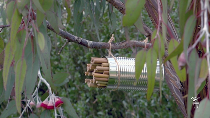 Metal can filled with sections of bamboo stakes hanging horizontally in tree