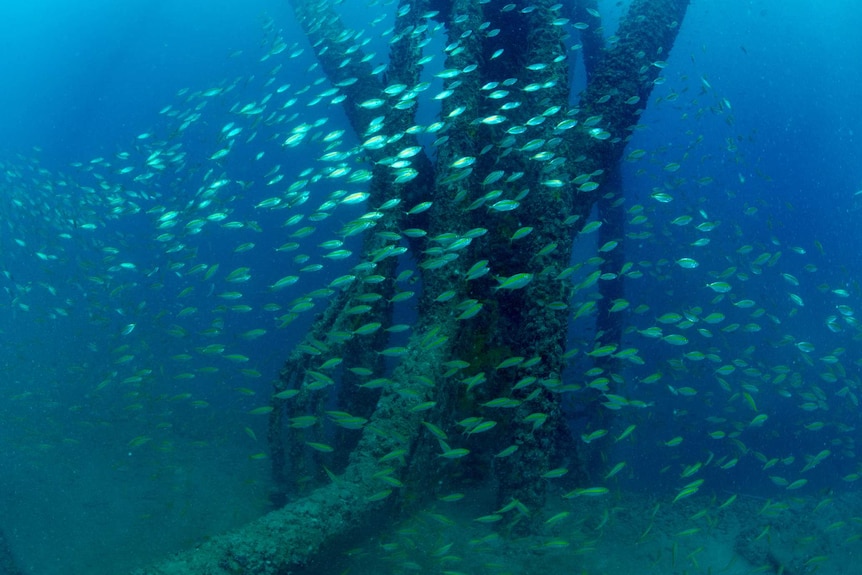 Fish school around a underwater structure from and oil and gas platform