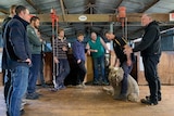 A group of men are standing in a shed looking at a men shearing a sheep
