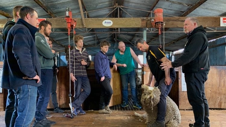 A group of men are standing in a shed looking at a men shearing a sheep