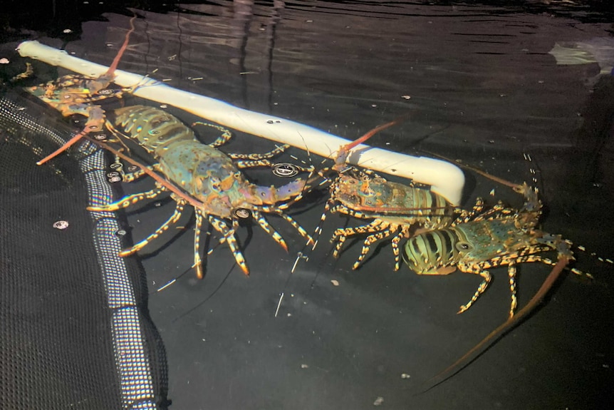 crayfish in tank