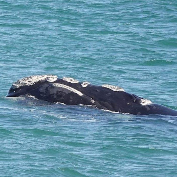 A southern right whale popping its head above the water.