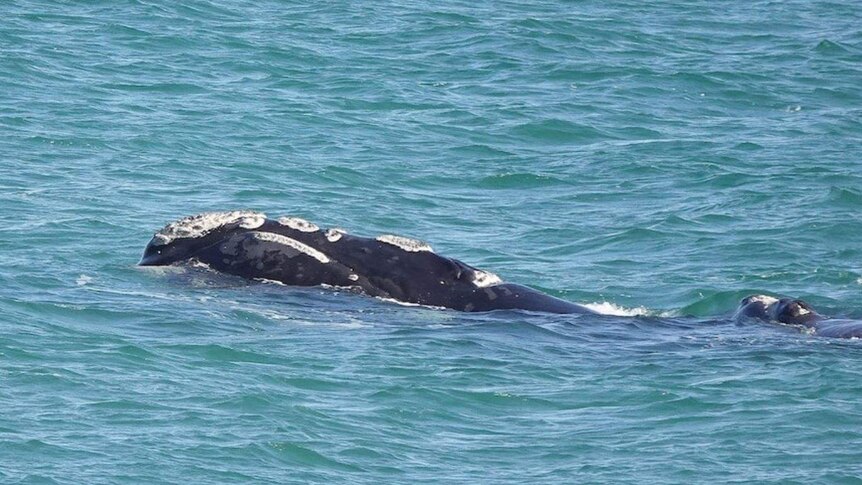 A southern right whale popping its head above the water.