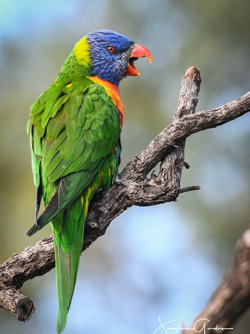 Picture of a bright coloured bird