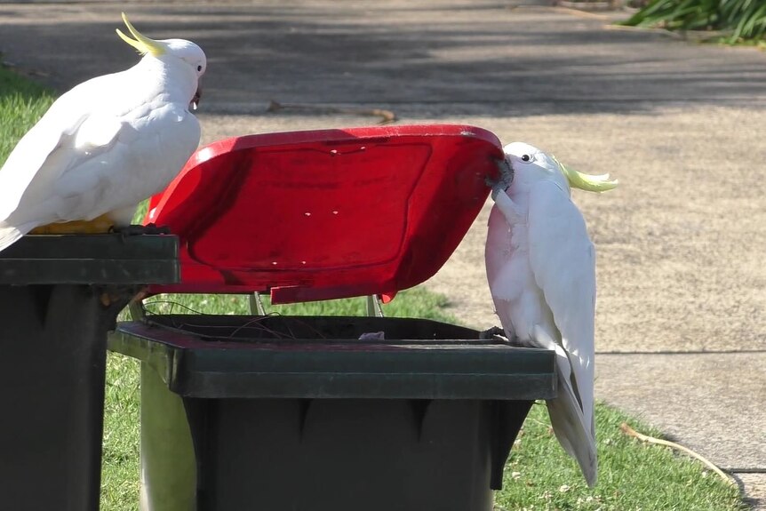 Cockatoo opening garbage bin with another looking on