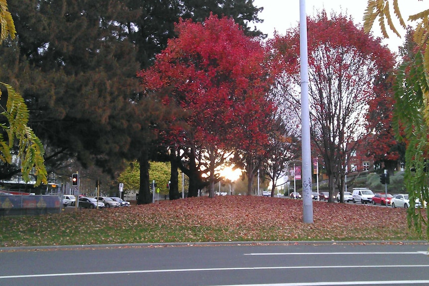 Trees with autumn leaves in Hobart