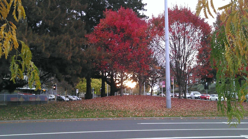 Trees with autumn leaves in Hobart