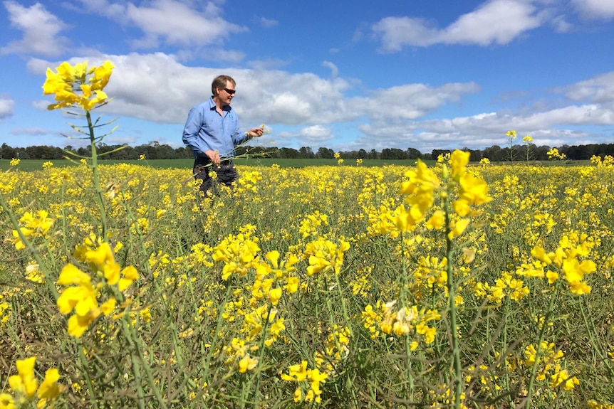 CSIRO agronomist John Kirkegaard in a struggling crop of canola.