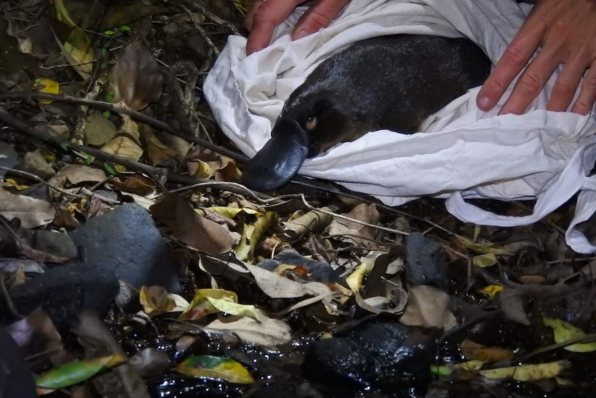 A juvenile female is wrapped in a sheet and released onto a river bank at Gold Creek, in Brisbane's west.