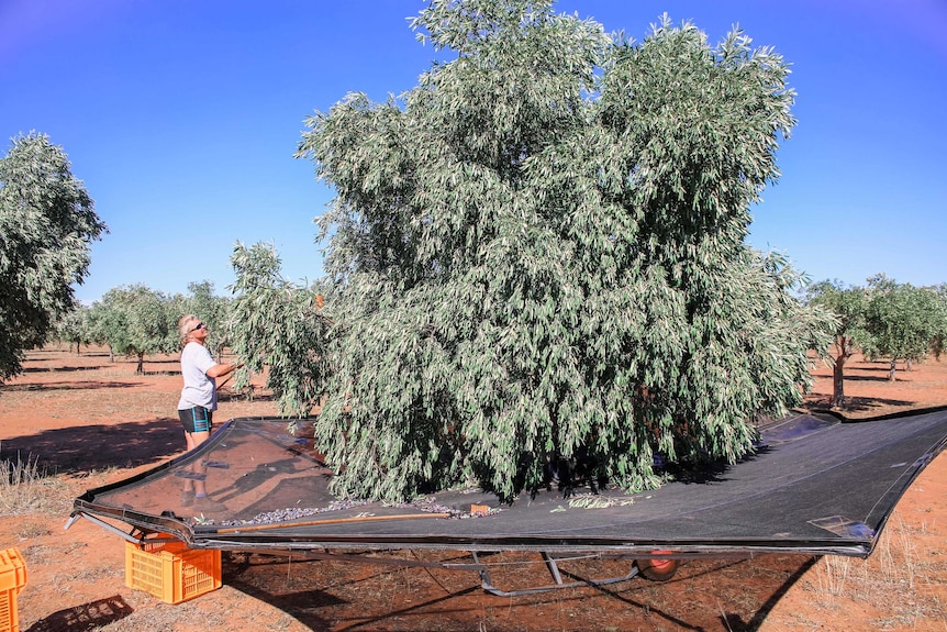 An olive tree with a catching net ready to collect olives dropping off the tree.