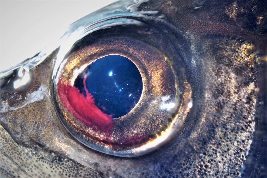 Hematoma in Australian bass