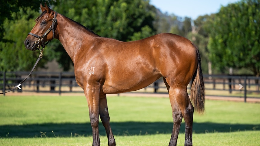 A brown thoroughbred filly.