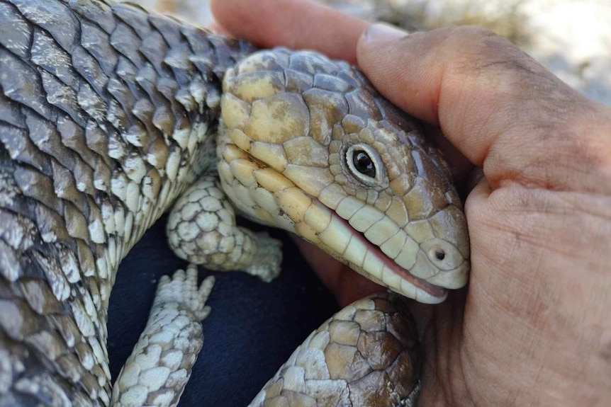 A bobtail is curled up in a person's hand with eyes open, outside in daylight. 