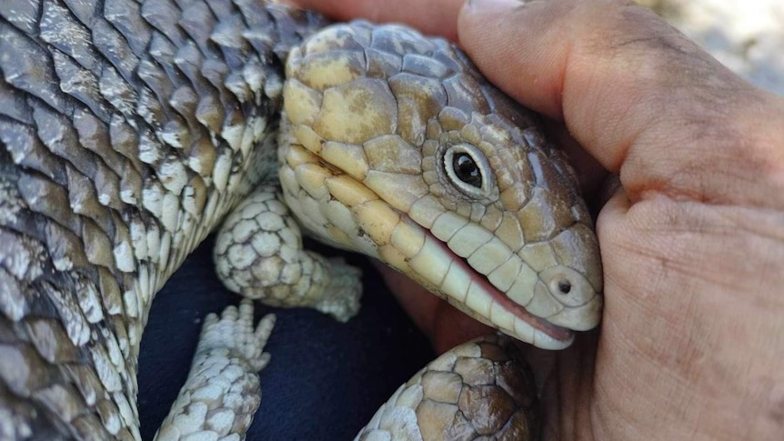 A bobtail is curled up in a person's hand with eyes open, outside in daylight. 