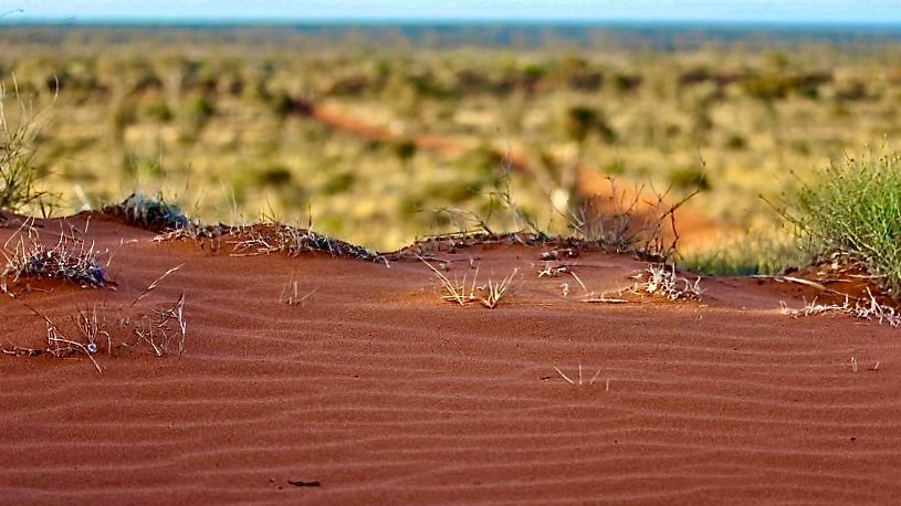 The red dunes around Ilkurlka are dotted with green spinifex.  