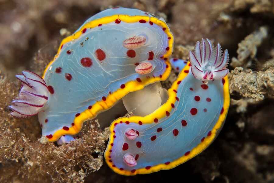 Nudibranchs Help Scientists Map Climate Change At The Showy Sea Slugs ...