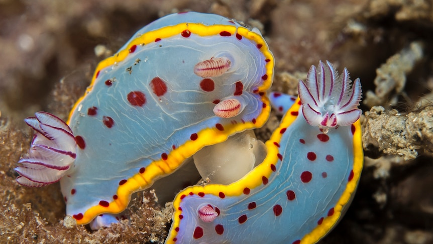 The hypselodoris bennetti sea-slug