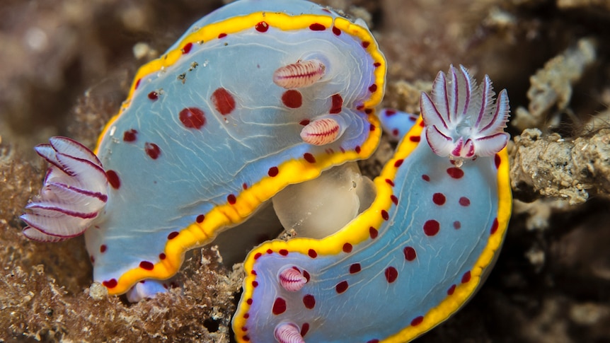 Blue and yellow Hypselodoris bennetti sea slugs mating, near Muttonbird Island, Coffs Harbour.