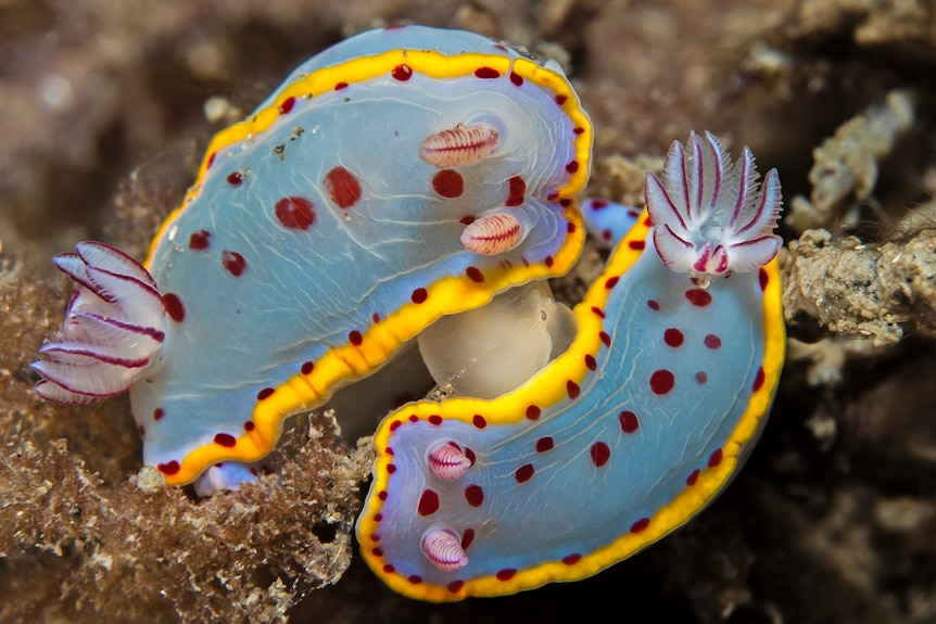 Blue and yellow Hypselodoris bennetti sea slugs mating, near Muttonbird Island, Coffs Harbour.
