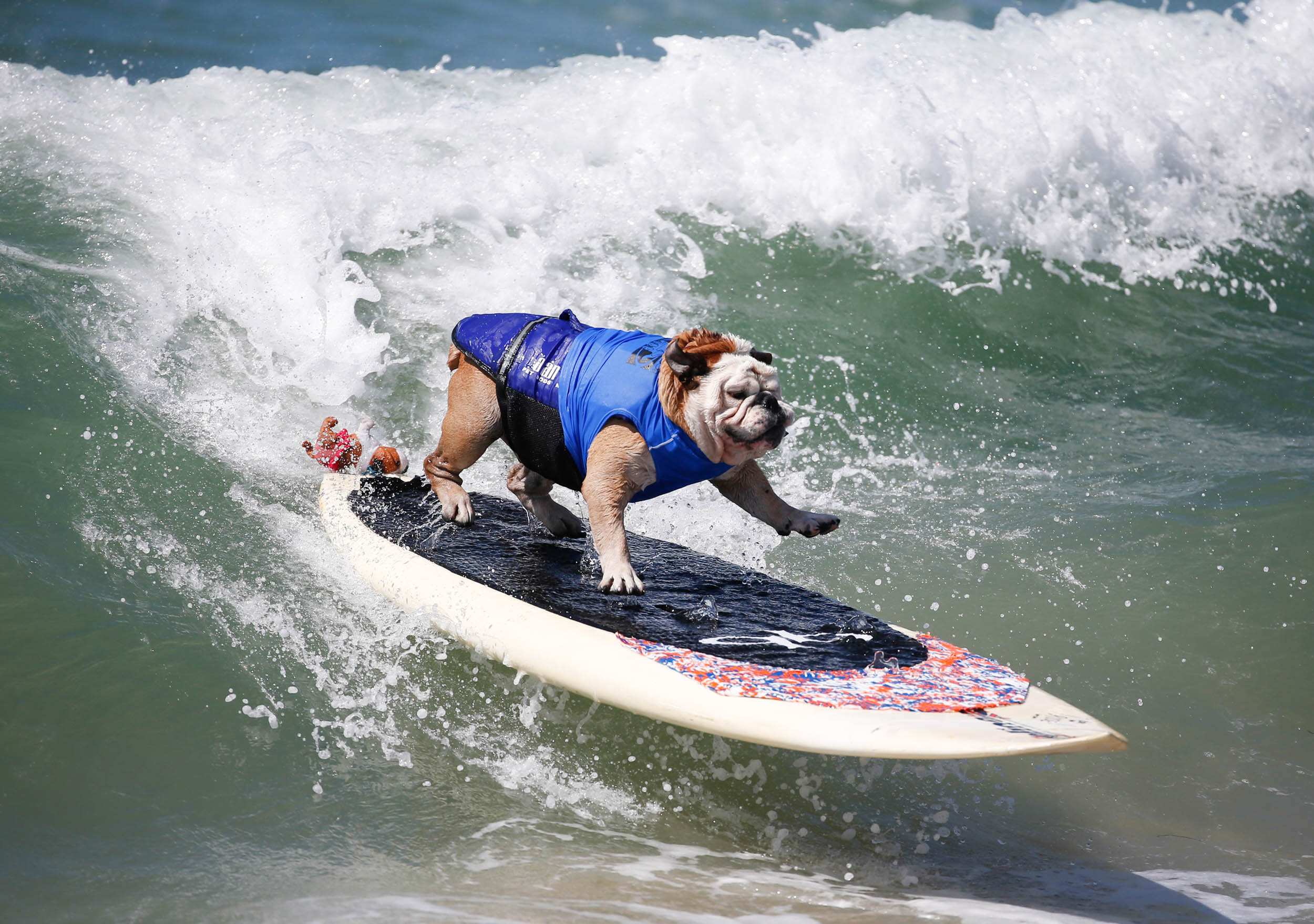 Dogs descend on Huntington Beach, California, to catch waves in surfing