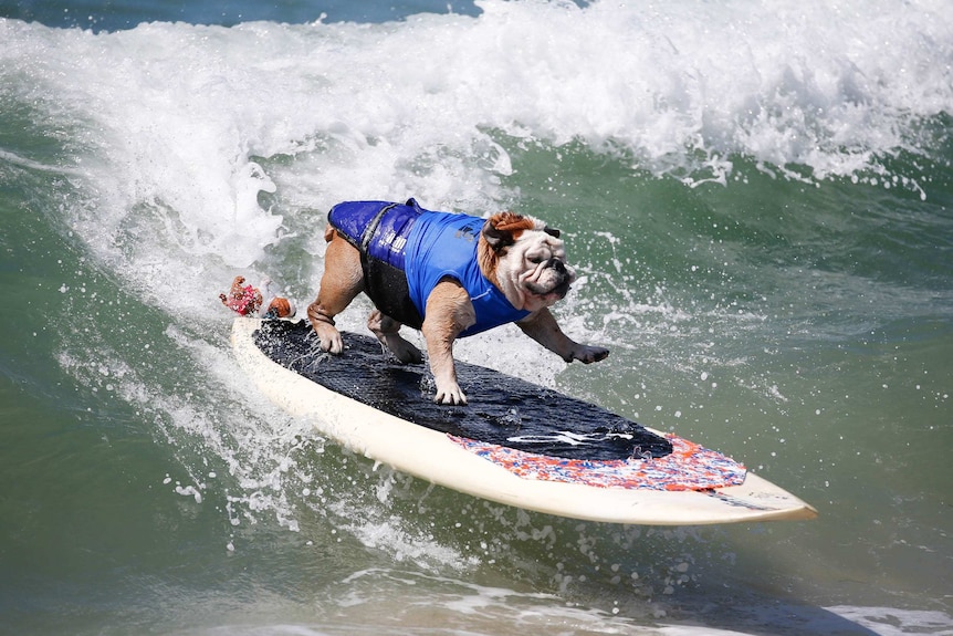 Surf City surf dog